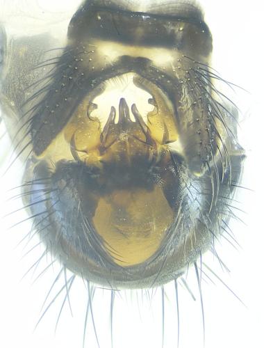 Botanophila fugax